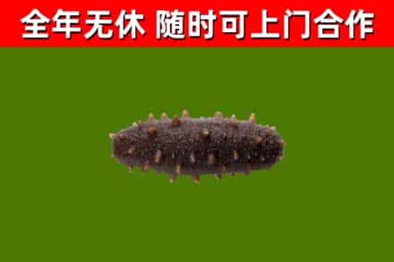 西秀区烟酒回收干海参.jpg